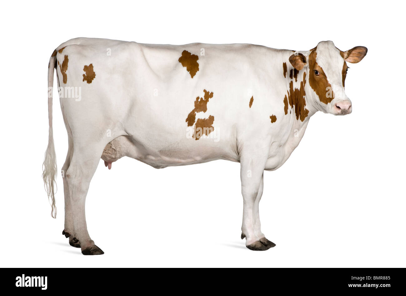 La vaca Holstein, de 4 años, estando en contra de fondo blanco. Foto de stock