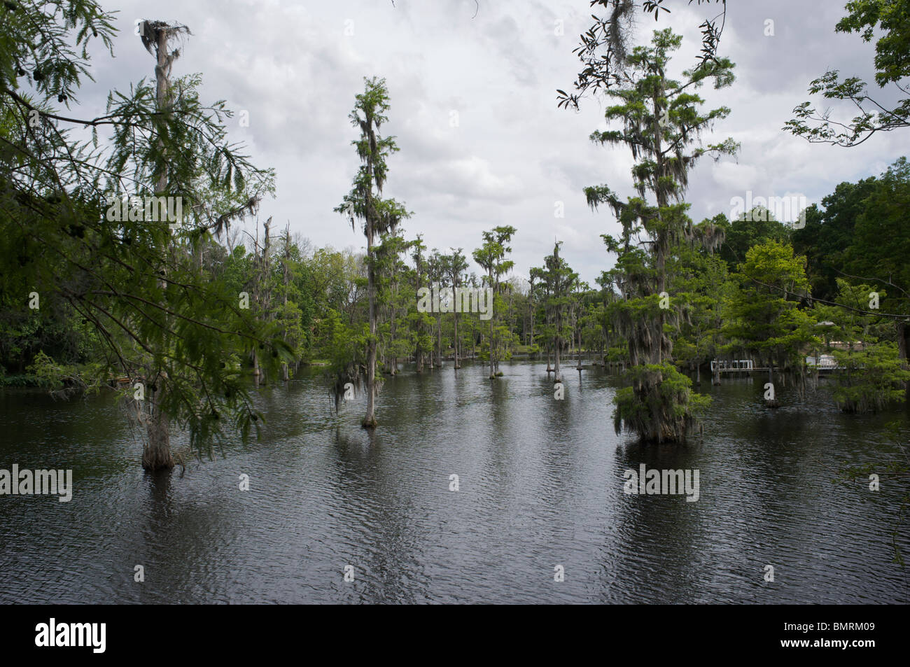 Chipre pantano en Florida USA Foto de stock