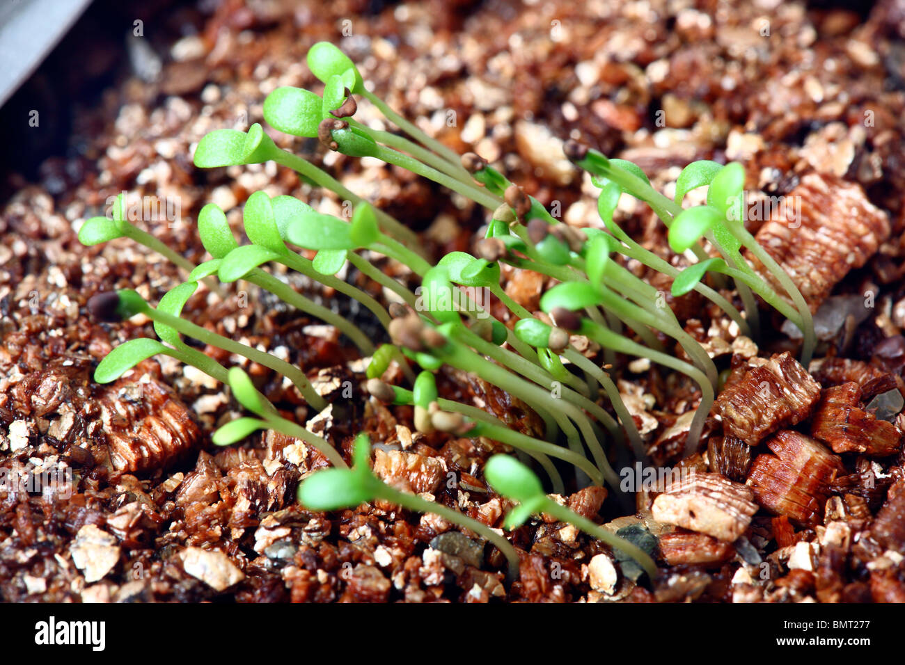 Bud germinales de trébol, las plantas de semillero, agares Foto de stock