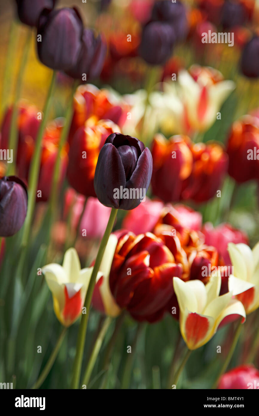 Tulipanes mixtos incluyendo "Tulipa Reina de la noche" Foto de stock