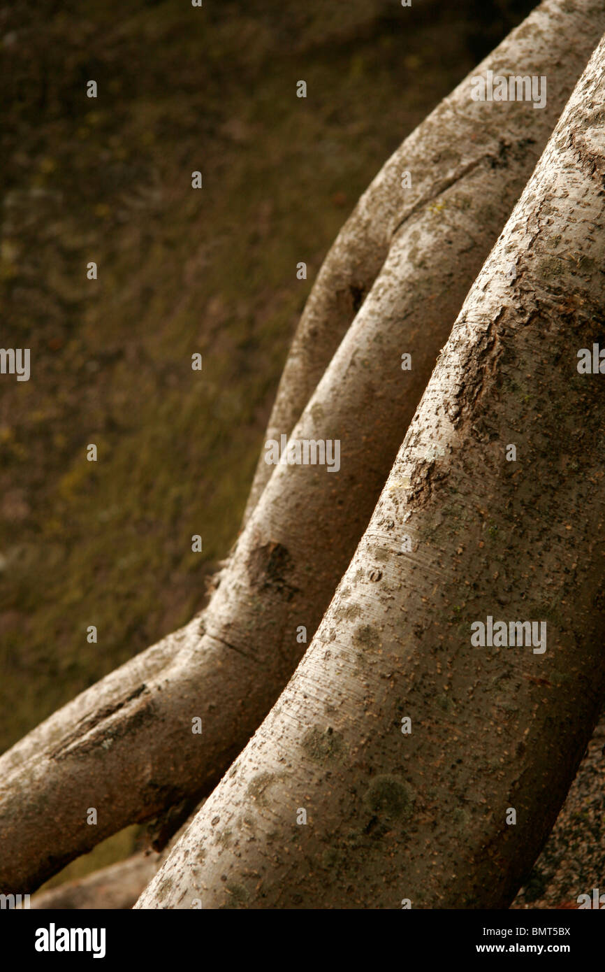 Abstract en la naturaleza ; el tronco de un árbol con la forma de las caderas y las piernas de una mujer desde atrás Foto de stock