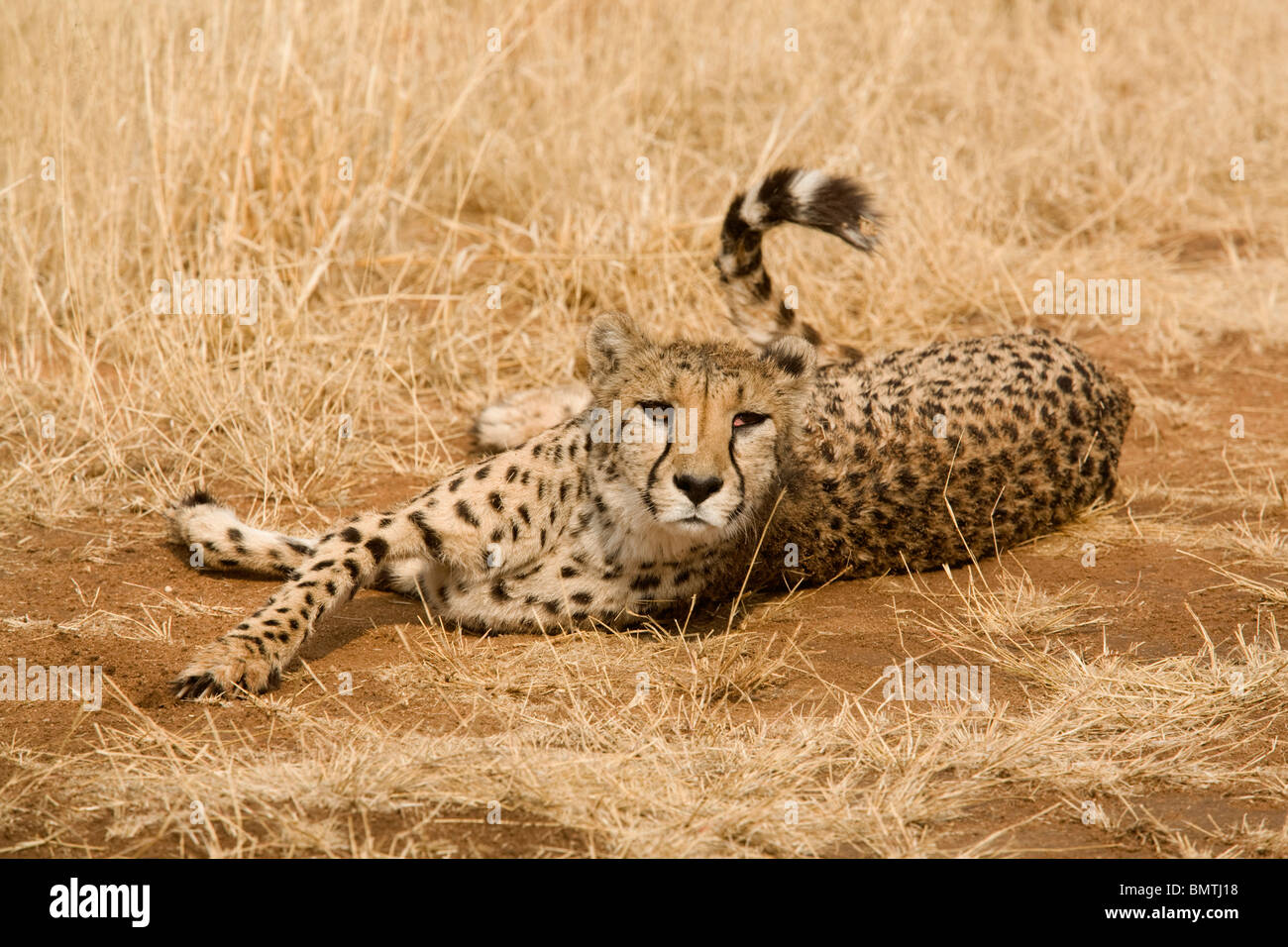 Los jóvenes Cheetah, Namibia Foto de stock