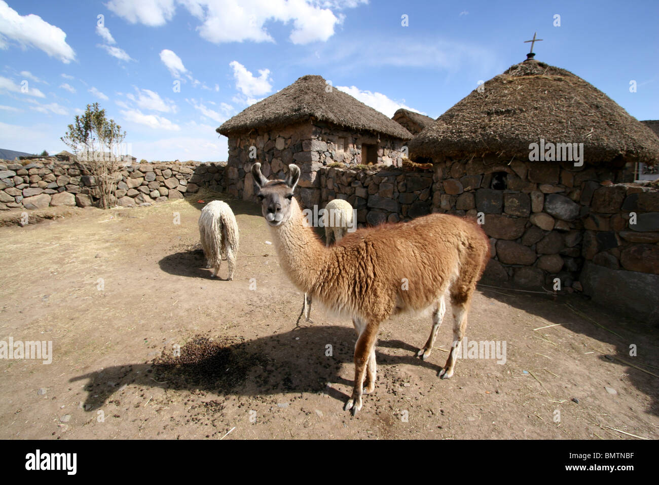 La llama y la alpaca fuera una granja cerca de Sillustani, Lago Umayo,  cerca de Puno, Perú Fotografía de stock - Alamy