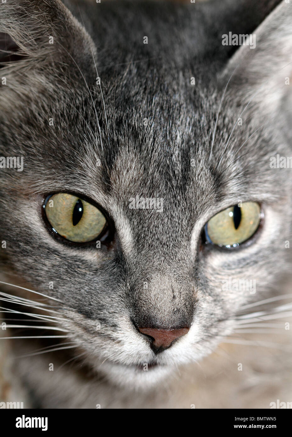 Closeup of cats face fotografías e imágenes de alta resolución - Alamy