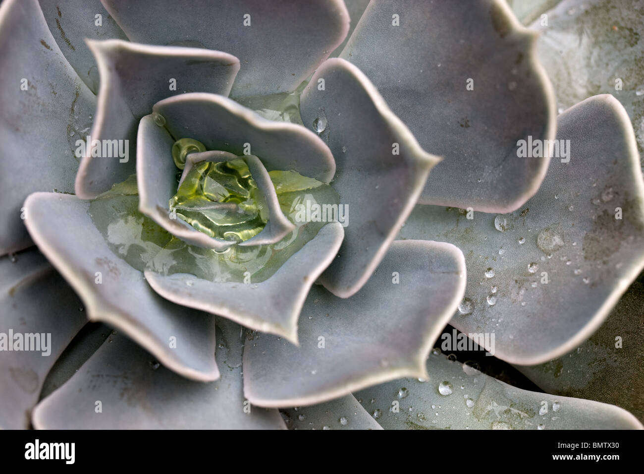 Cactus, aficiones, la jardinería, el verde de la naturaleza, Foto de stock