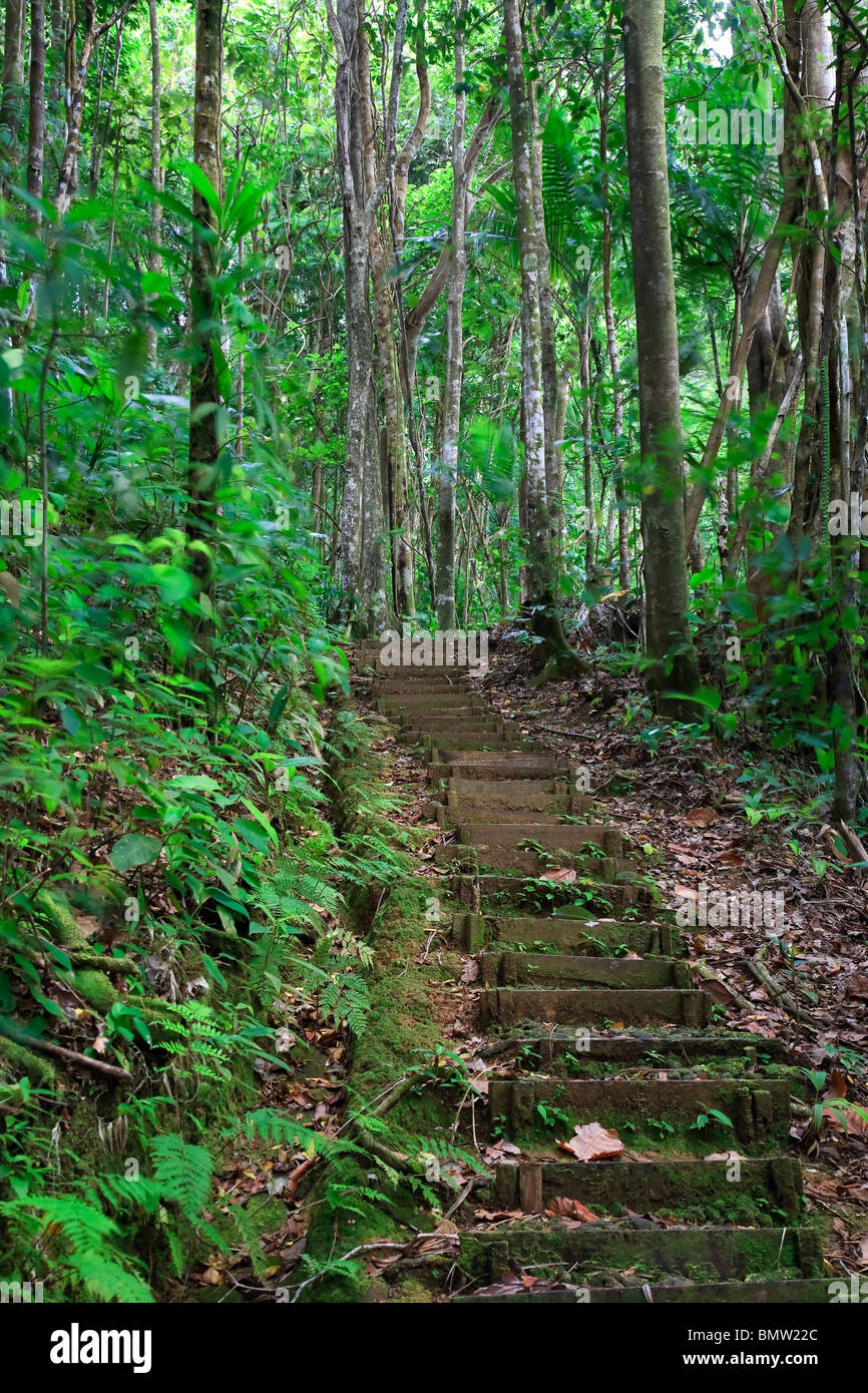 Caribe, Santa Lucía, Des Cartier Trail, Selva Tropical Foto de stock