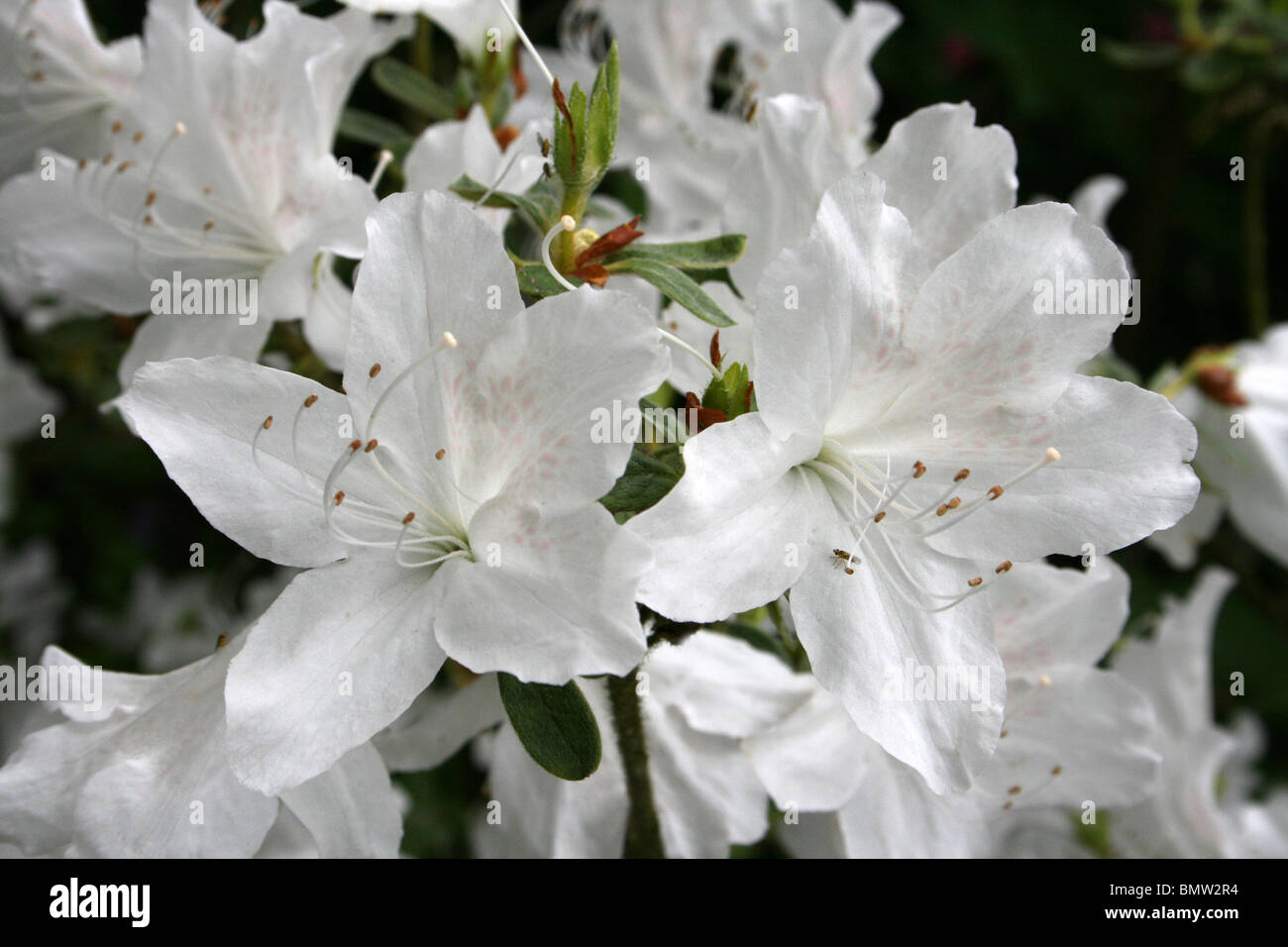 Azalea blanca fotografías e imágenes de alta resolución - Alamy