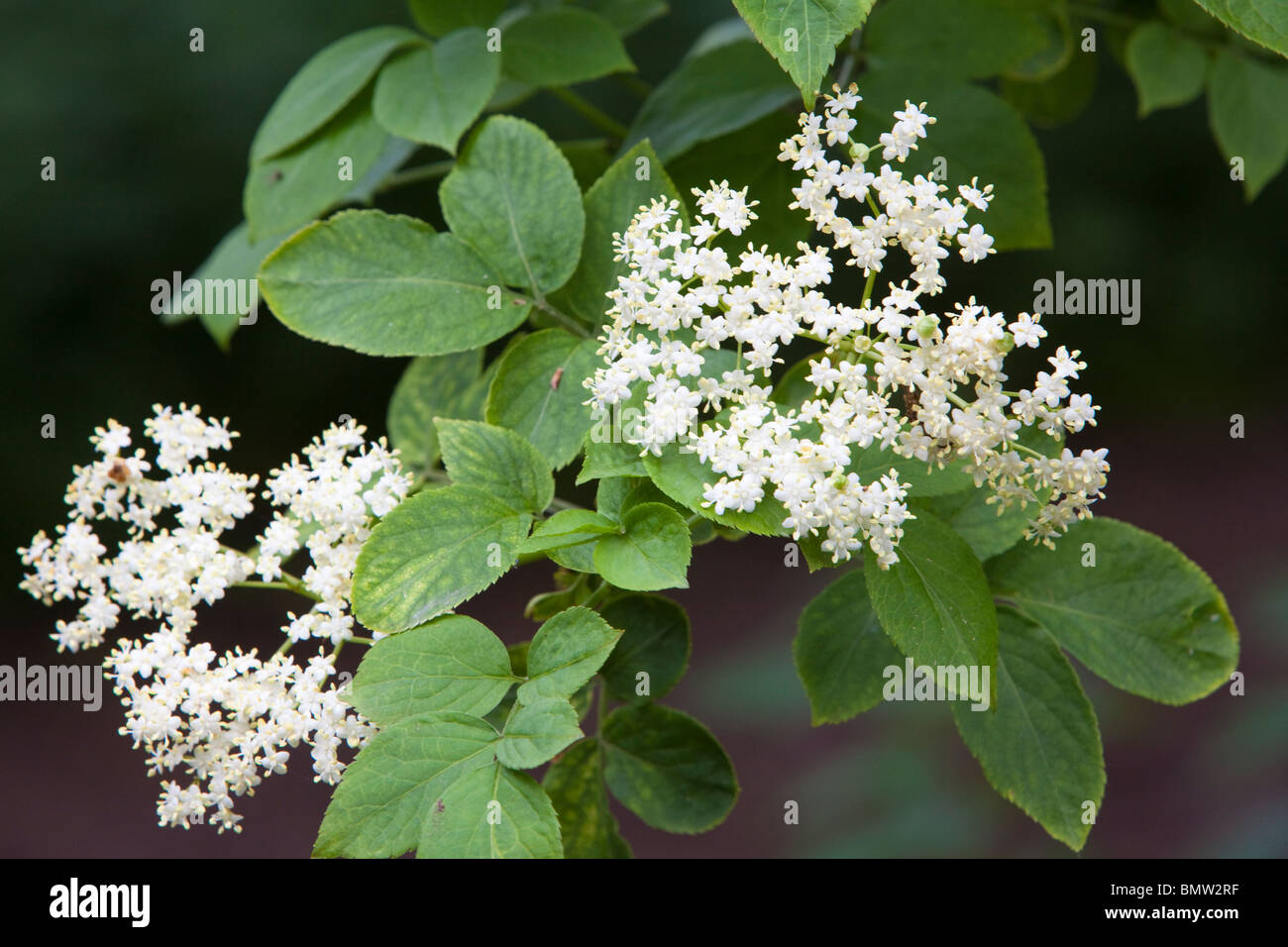 Flores de SAÚCO sambucus nigra, Kent, UK, en primavera. Foto de stock