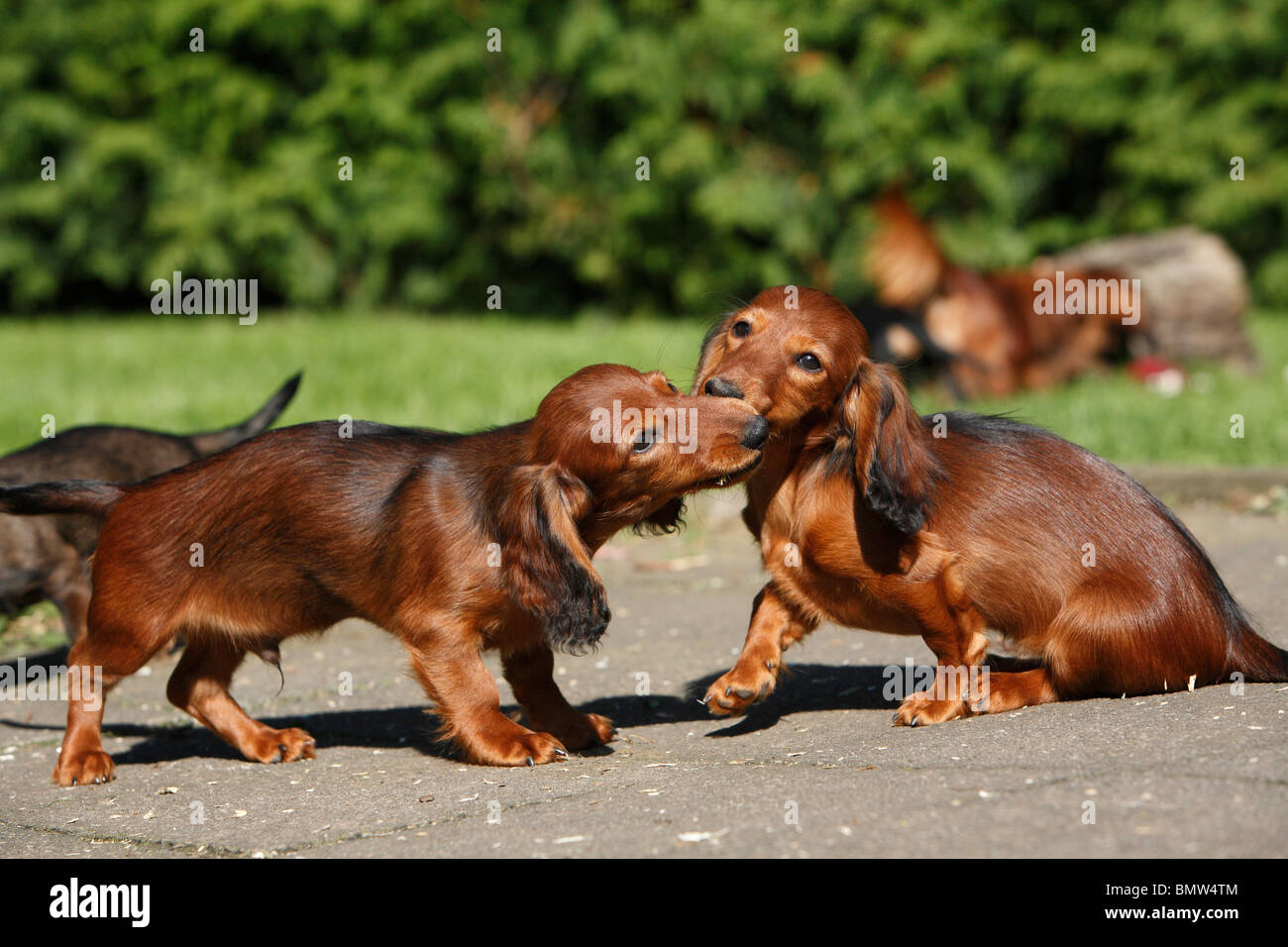 Dos cachorros jugando con un palo fotografías e imágenes de alta resolución  - Alamy