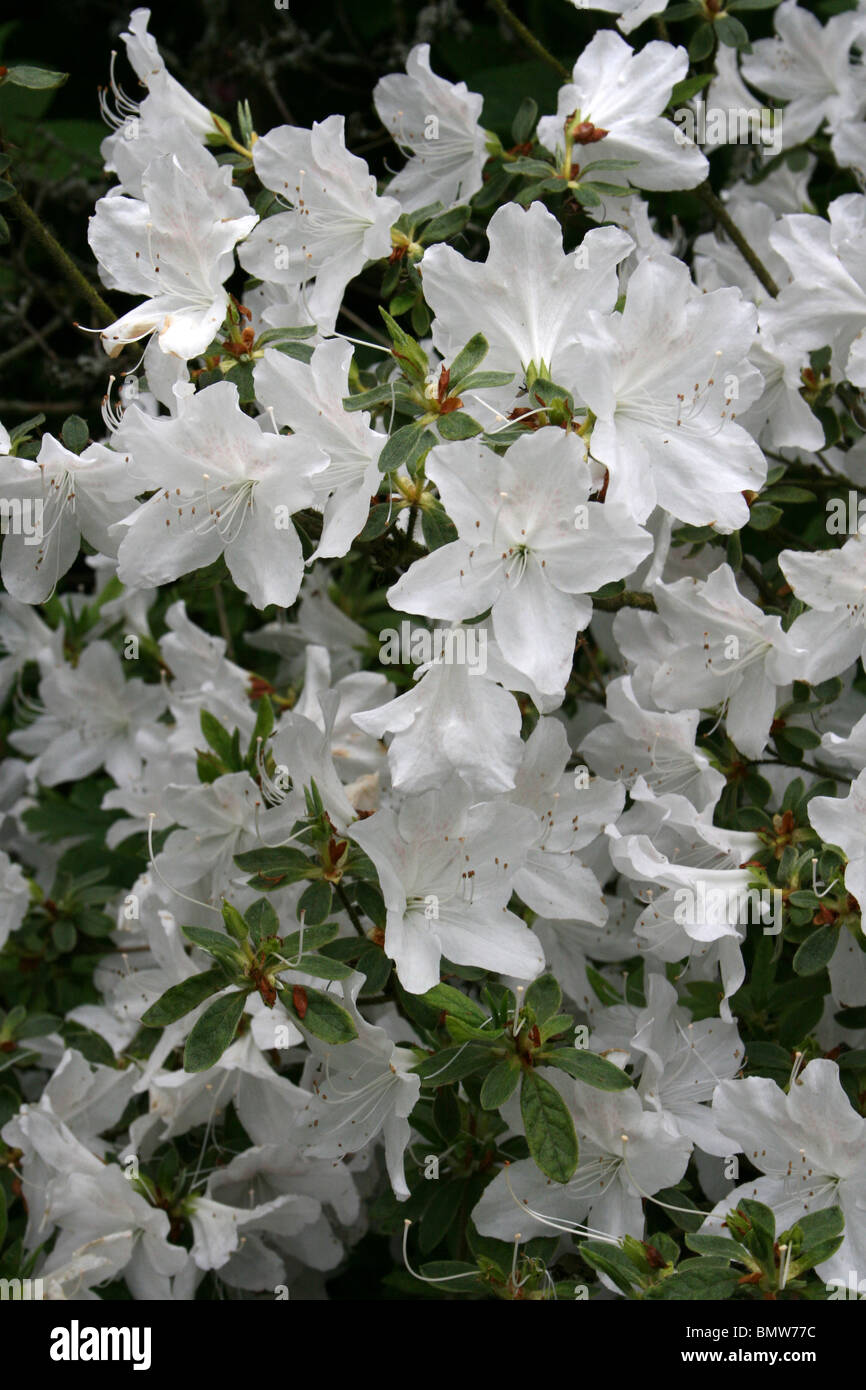 Details 200 imagen azalea flor blanca