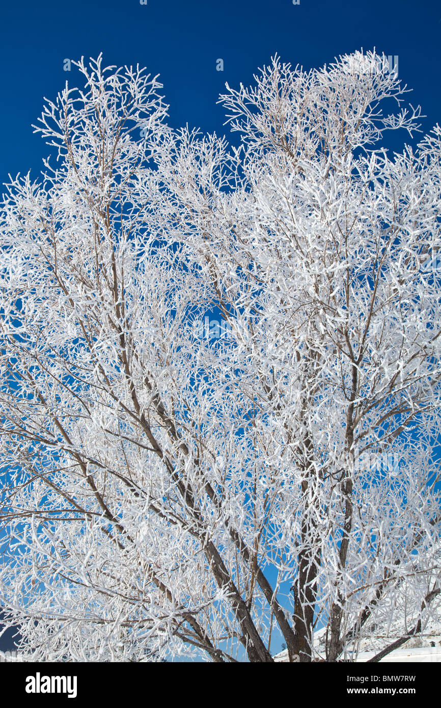 Jackson Hole, WY mañana de invierno luz sobre los árboles de esmerilado Foto de stock