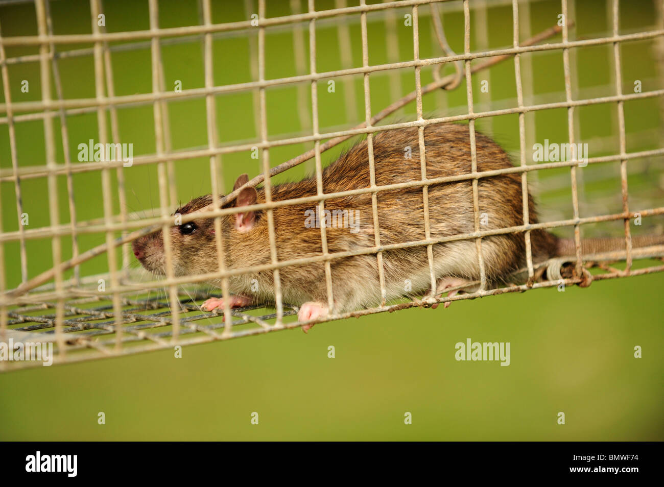 Rata atrapada en una trampa jaula en vivo Foto de stock