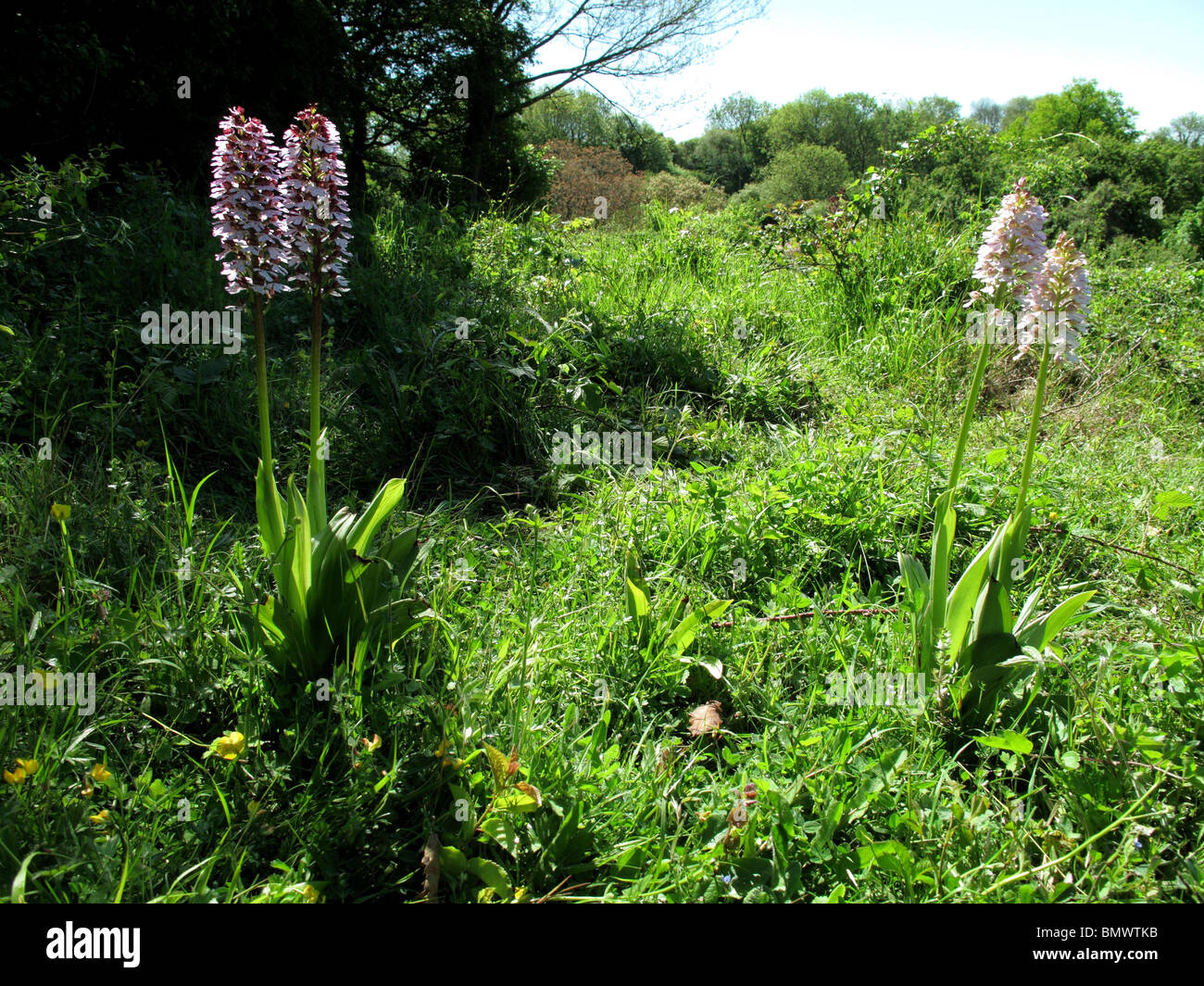 Señora orquídeas (Orchis purpurea) - flores de color pálido y habitual Foto de stock