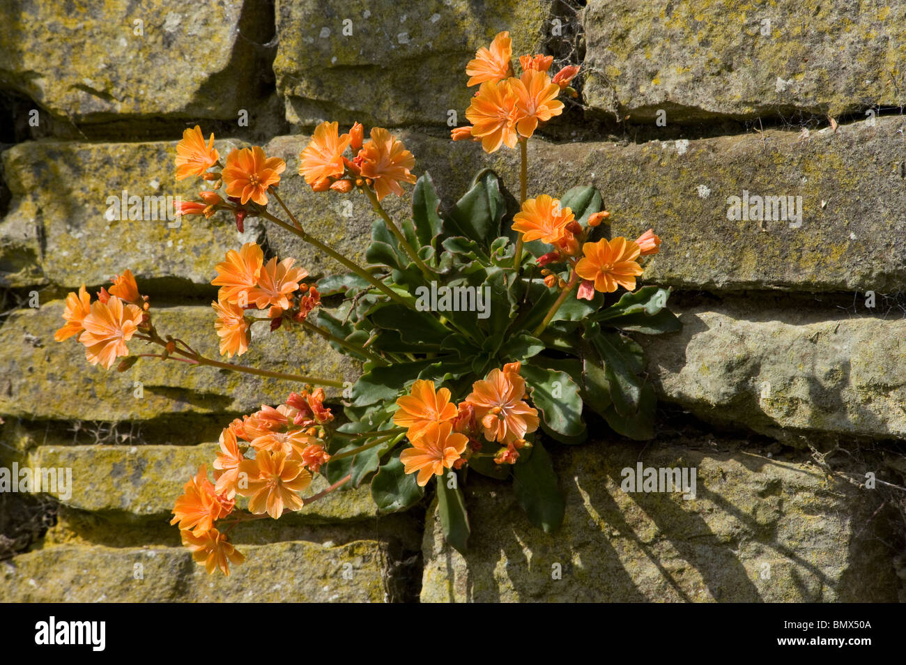 Lewisia cotyledon crece a partir de una grieta en la pared en el sol Foto de stock