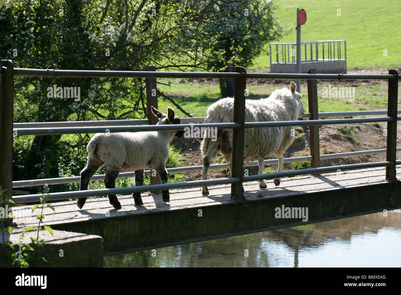 Una oveja con su cordero cruzando un puente del río Foto de stock
