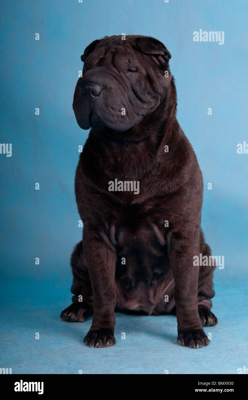 Black shar pei dog sitting fotografías e imágenes de alta resolución - Alamy