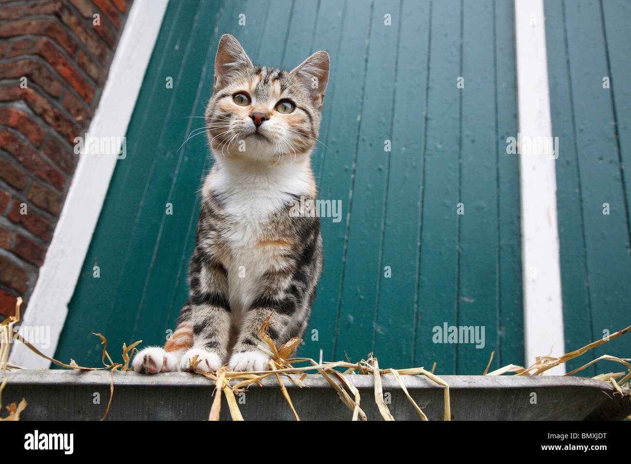 Gato doméstico, los gatos domésticos (Felis silvestris catus) f., sentado  en el borde de un abrevadero Fotografía de stock - Alamy