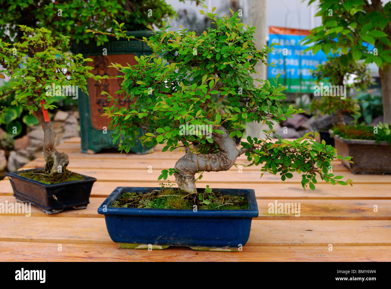Bonsai japonés del árbol en la pantalla Fotografía de stock - Alamy