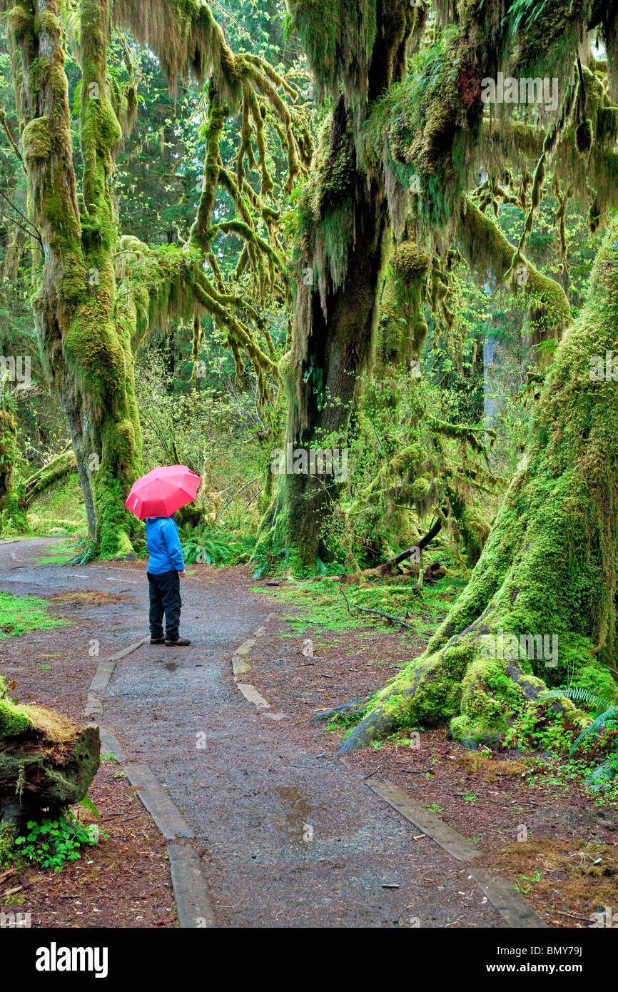 Ruta en Hall de musgos con caminante con paraguas rojo. Hoh Rain Forest. El Parque Nacional Olímpico, Washington Foto de stock