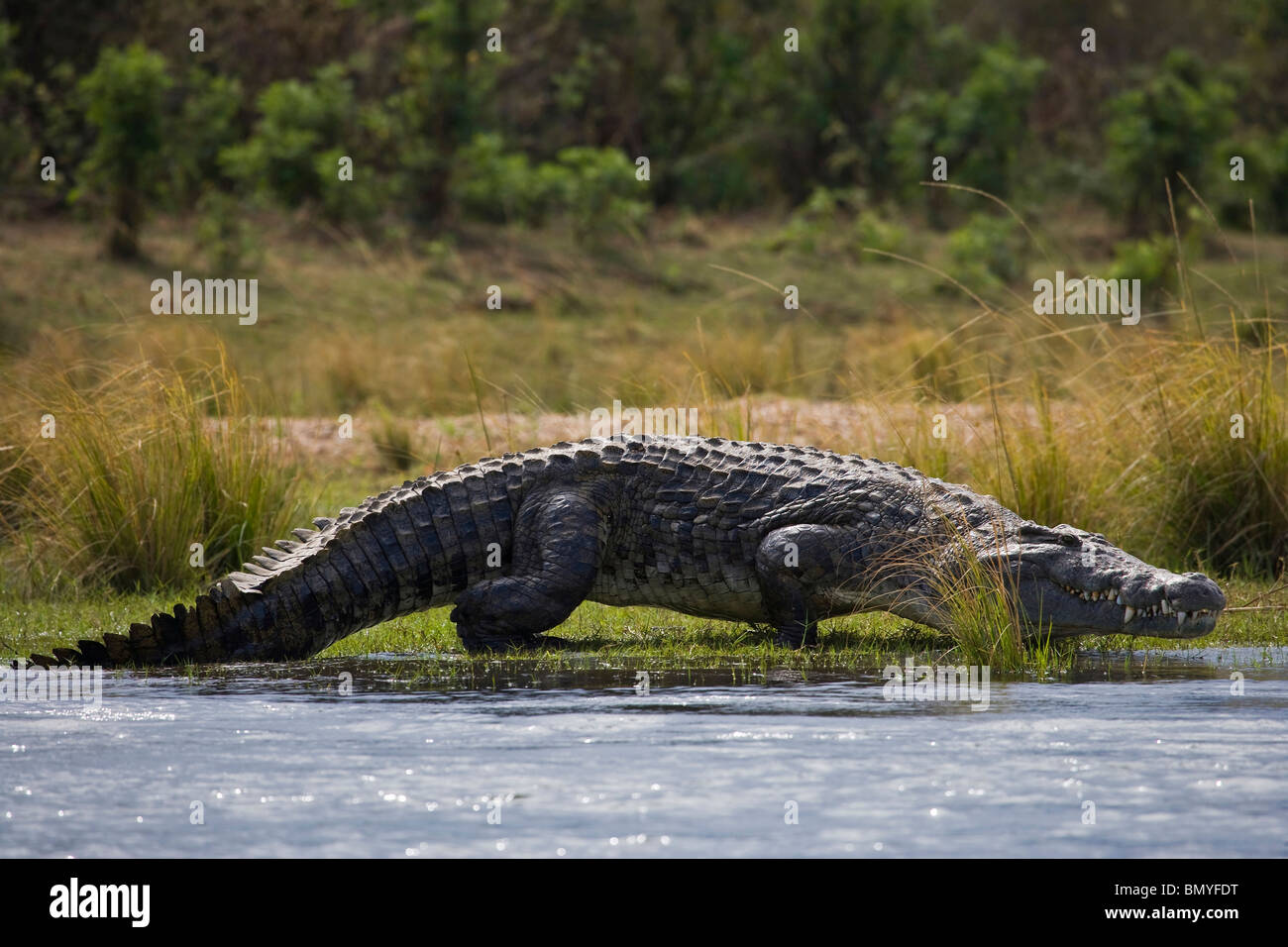 El cocodrilo del Nilo (Crocodylus niloticus) caminando. El Bajo Zambezi National Park. Zambia. Foto de stock