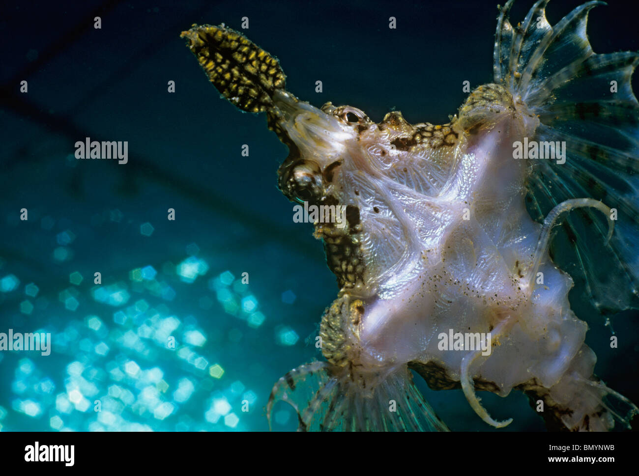 рыба дракон клипарт на прозрачном фоне. дракон рыба любовь. рыбка китайский дракон. дракон рыба любовь. дракон рыба любовь.