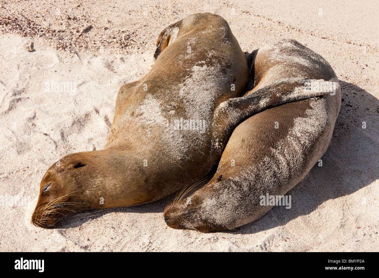 Lobos marinos durmiendo en la playa, en la isla española de las Islas  Galápagos Fotografía de stock - Alamy