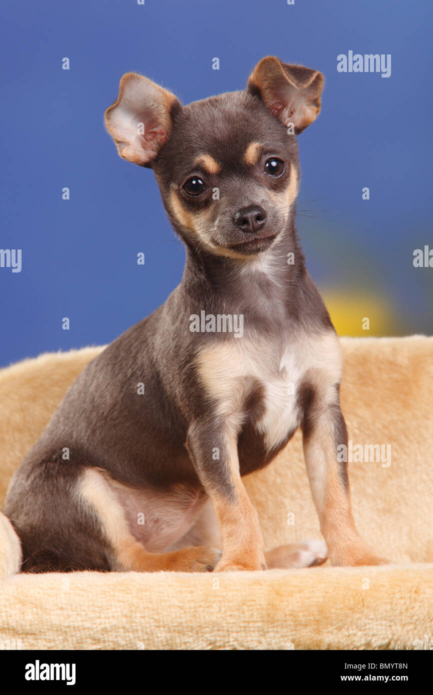 Smooth chihuahua fotografías e imágenes de alta resolución - Alamy