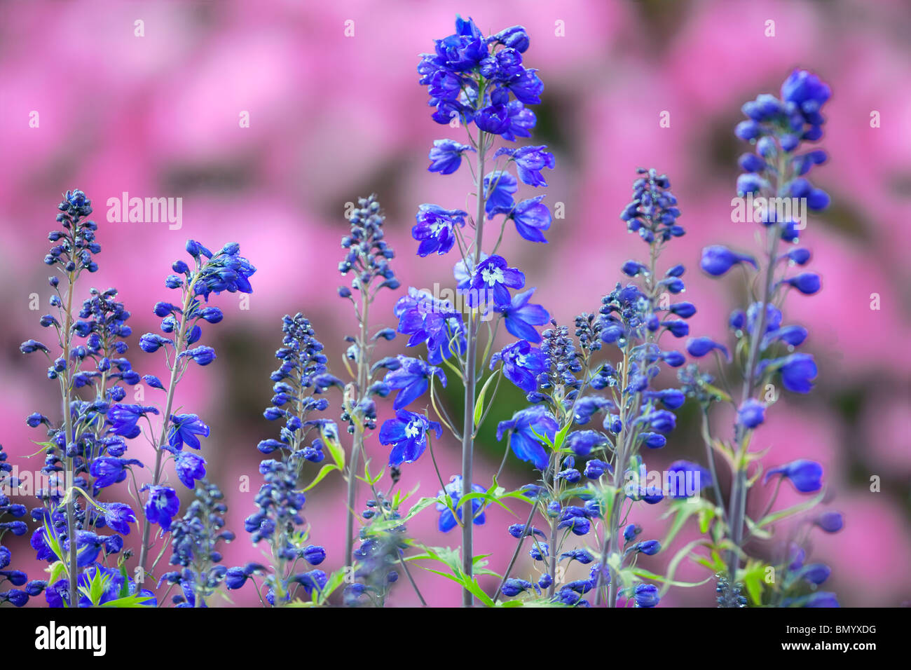 Delphinium con flores de fondo. Jardines de Schneider. Oregon Foto de stock