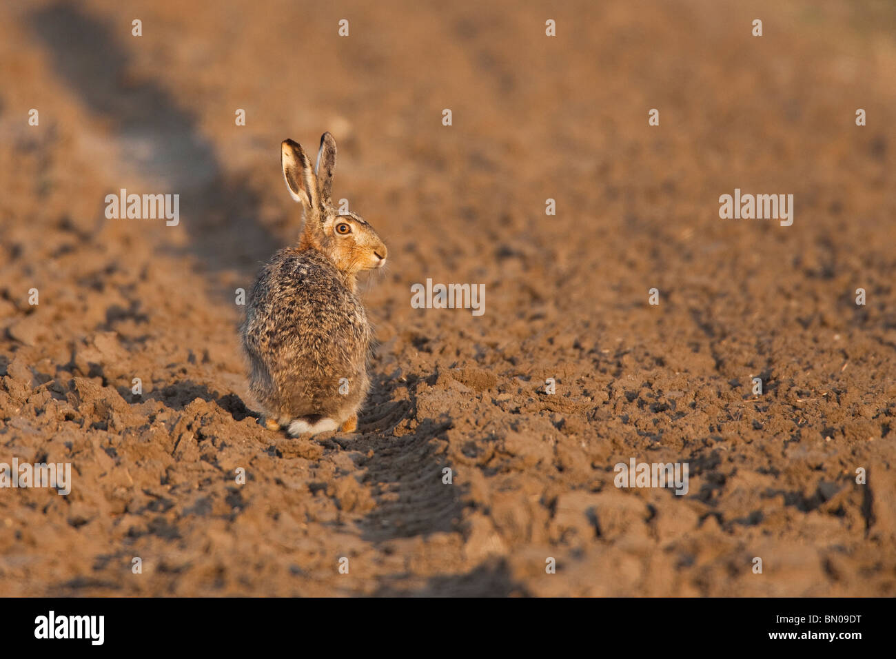 Pardo europeo de la liebre (Lepus europaeus) sentados en una rutina en un campo. Foto de stock