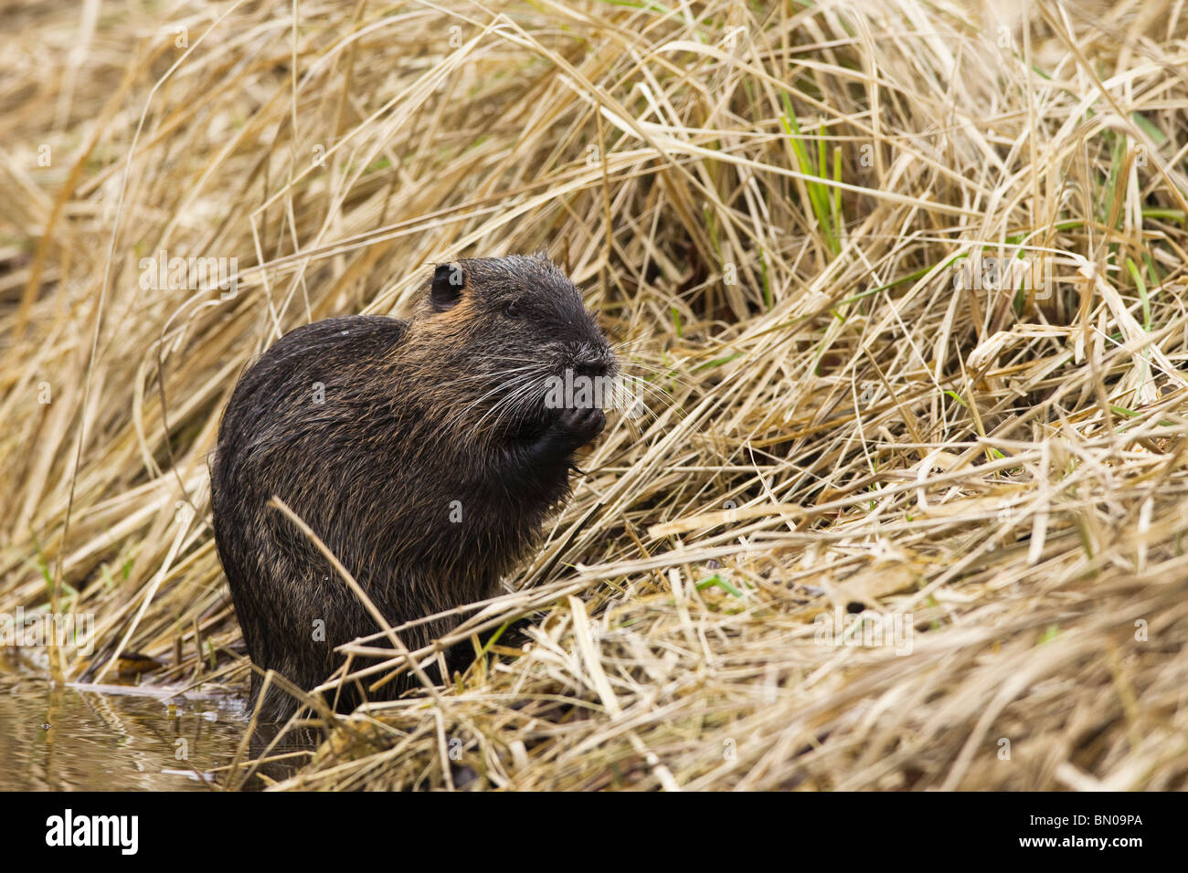 Nutria, coipo (Mycastor coypus), comiendo en la orilla de un arroyo. Foto de stock