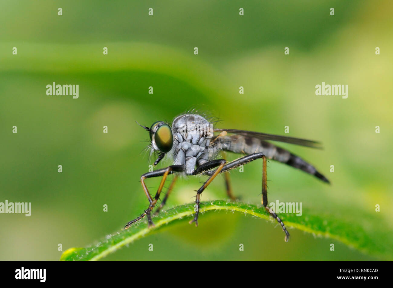 Common awl robberfly fotografías e imágenes de alta resolución Alamy