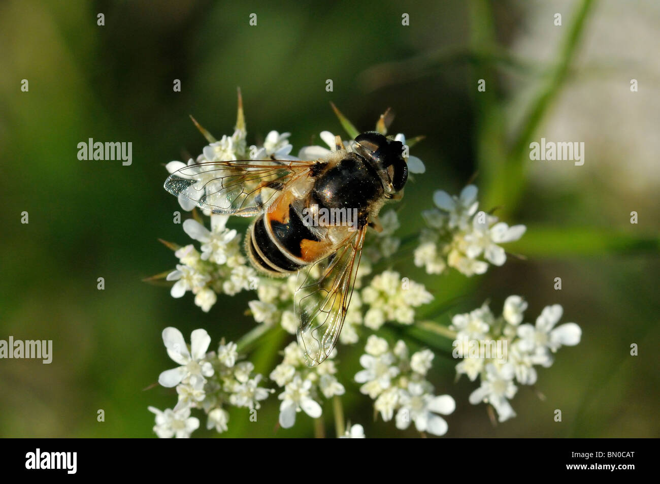 Eristalis arbustorum hembra Foto de stock