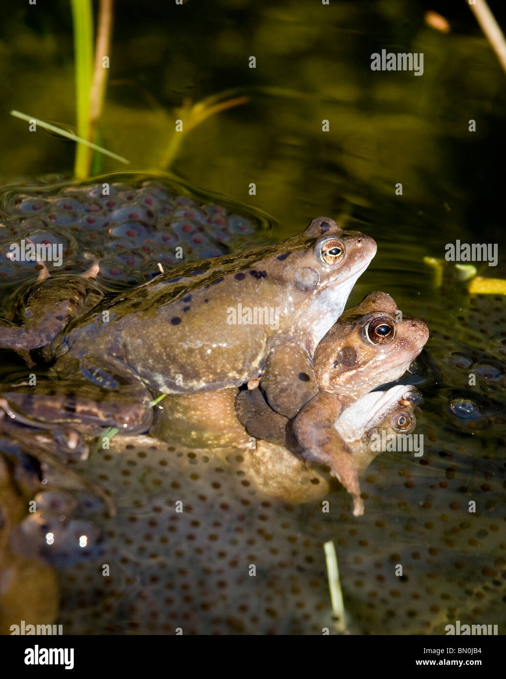 Tres ranas en una charca de apareamiento, con frogspawn Foto de stock