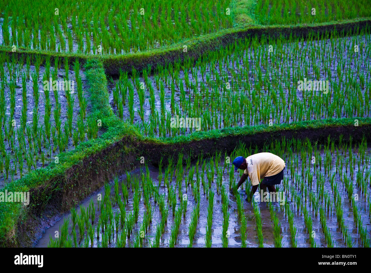 Los arrozales son meticulosamente mantenidas por los agricultores locales de arroz en Bali Foto de stock