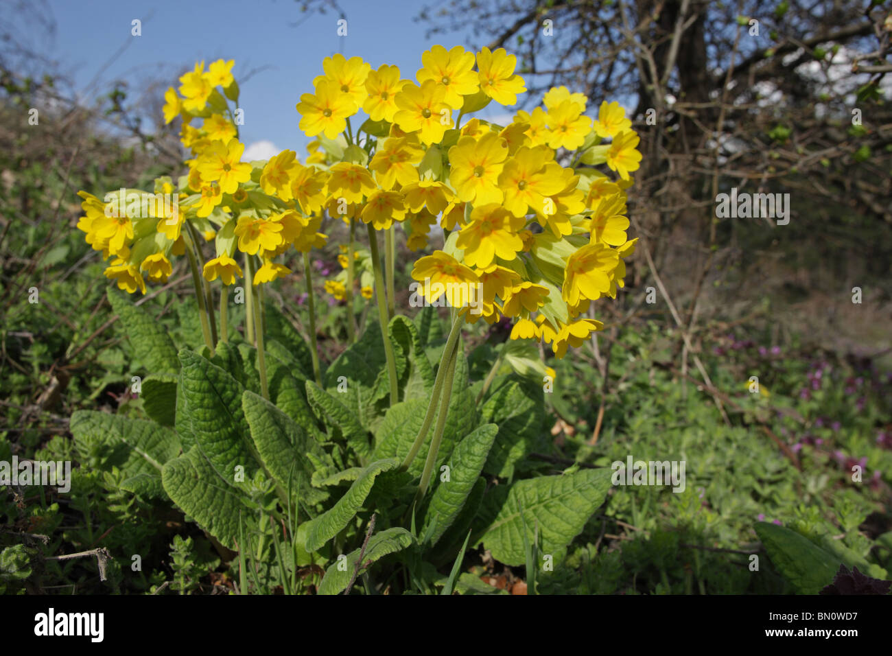 Cowslip, primrose, Primula veris, plantas medicinales, Sineo kamani Nature Park, Bulgaria Foto de stock