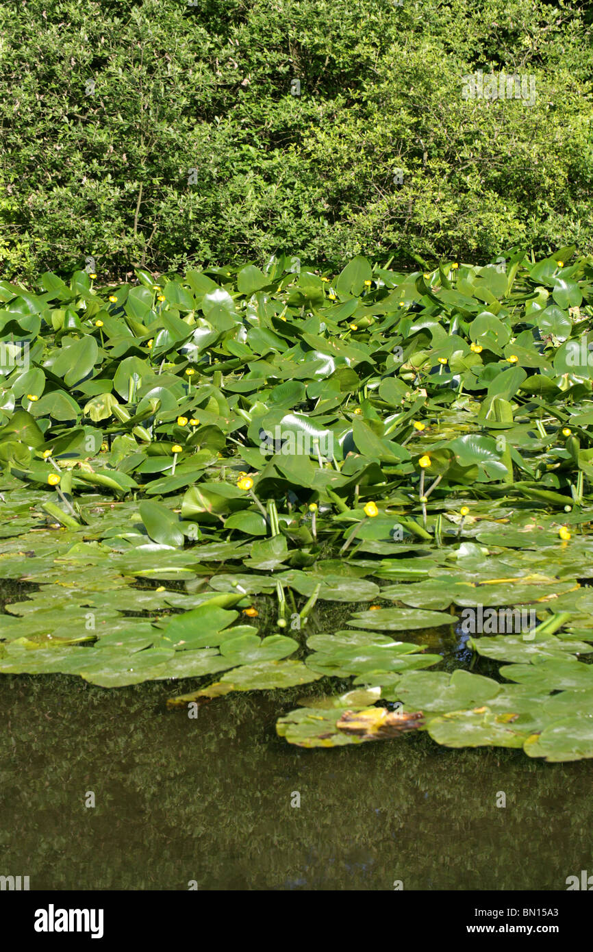 Lirio de Agua Amarilla, Nuphar lutea, Nymphaeaceae. Aka Spatterdock, Vaca Lily Pond, o amarillo-Lily. Foto de stock