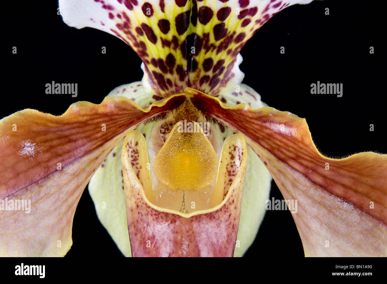Cerca de una flor de una zapatilla (orquídeas Paphiopedilum 'Duncan York') Foto de stock
