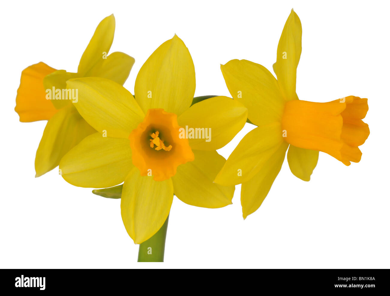 Narciso amarillo, narcisos, Narcissus Flor Narciso sobre "fondo blanco" Foto de stock