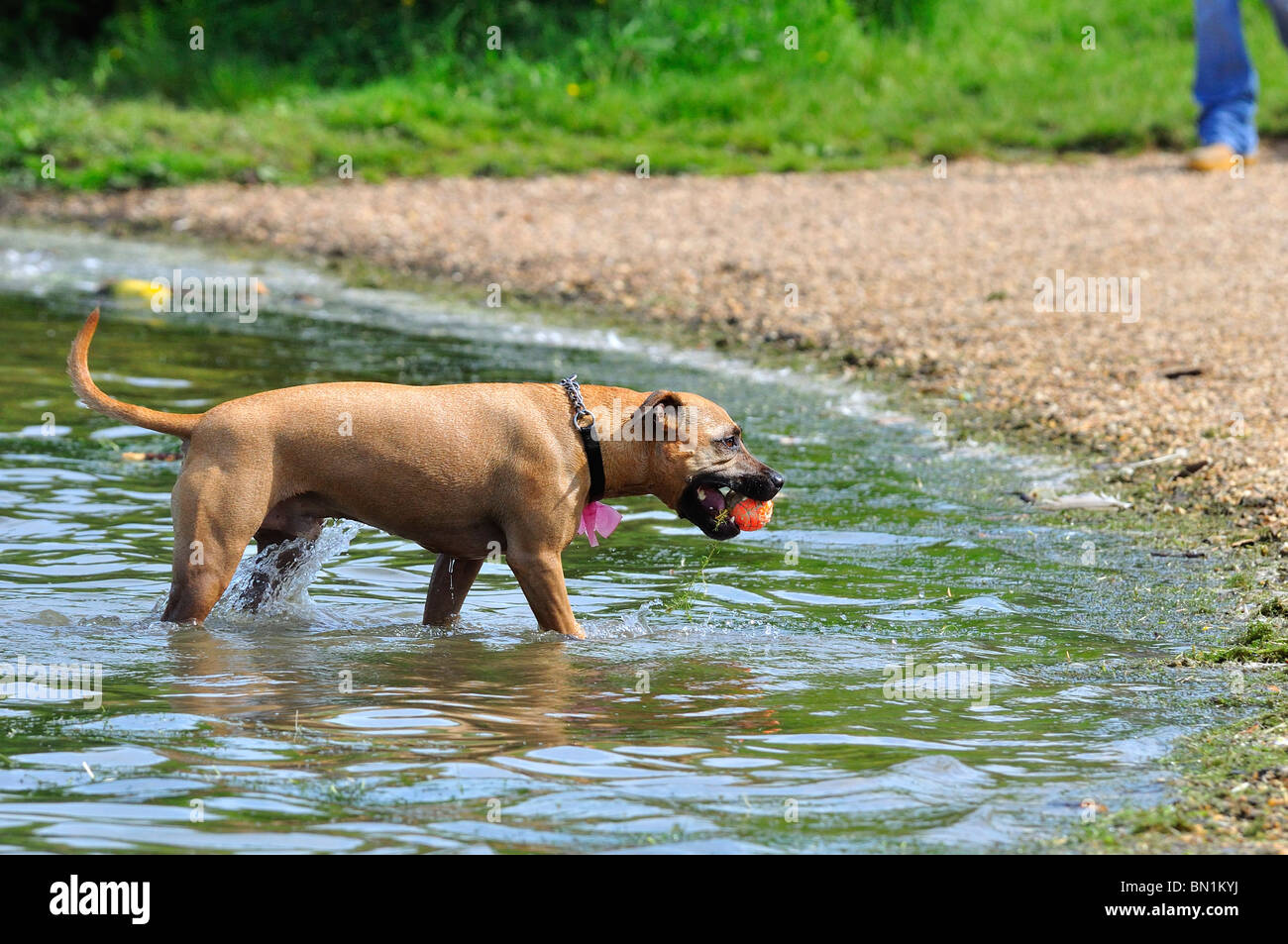 Perro jugando pelota fetch en agua Foto de stock