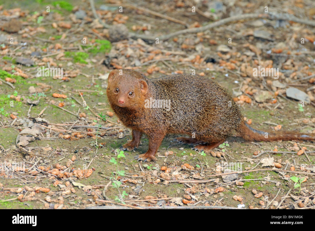 The egyptian mongoose herpestes ichneumon fotografías e imágenes de