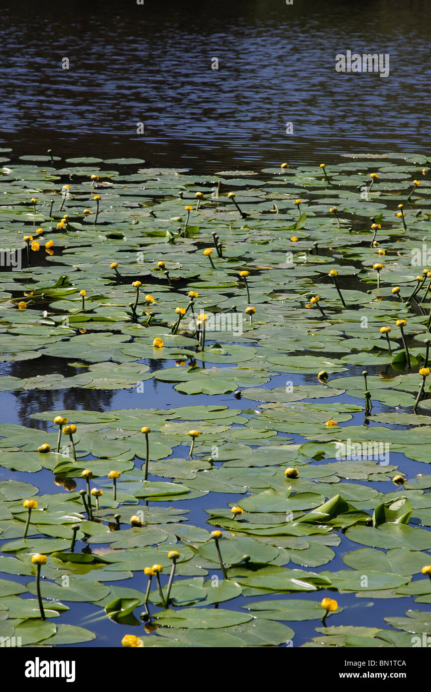 Nuphar lutea cubren la superficie de un estanque. Foto de stock