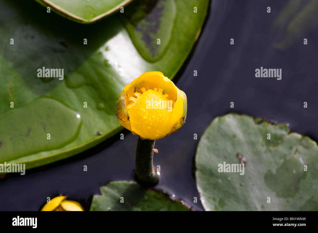 La flor amarilla de Nuphar lutea sobresale por encima del agua en un estanque. Foto de stock