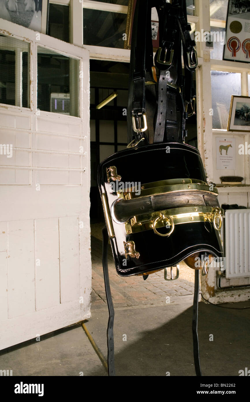 Young Shire Horse Tack en tradicional Cervecería Ram London Wandsworth