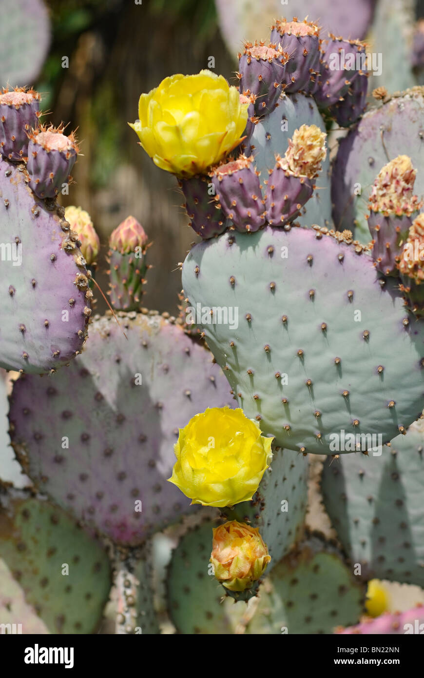 Opuntia gosseliniana, conocida comúnmente como la violeta del nopal, es una especie de cactus que es nativa de Arizona y México. Foto de stock