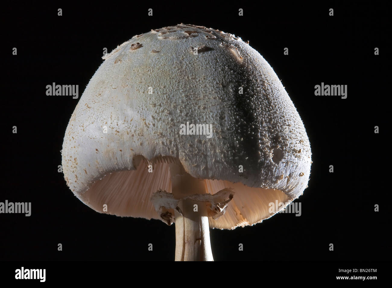 Setas parasol (Macrolepiota procera), un hongo BASIDIOMICETOS CULTIVADOS Foto de stock