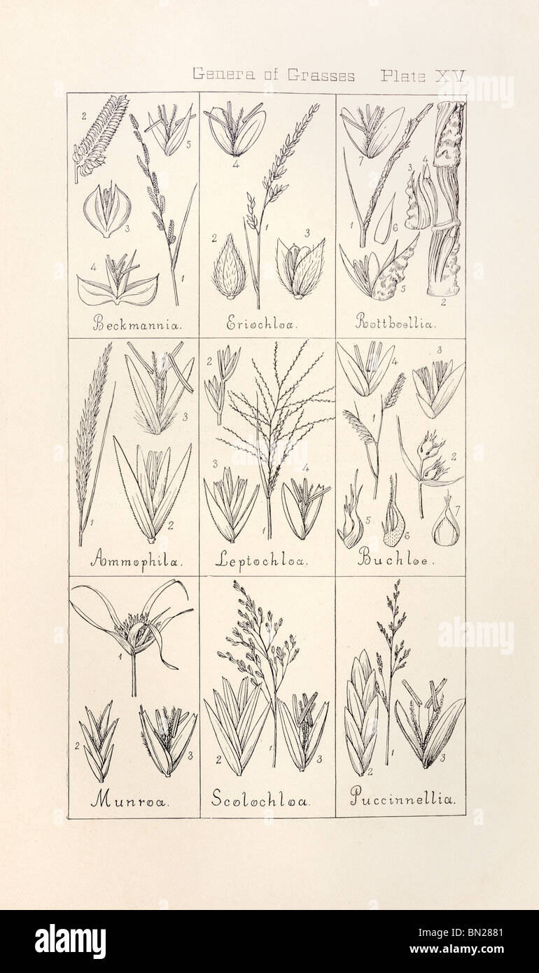 Botánicos de impresión manual de botánica del norte de Estados Unidos, Asa Gray, 1889. XV, placa de géneros de gramíneas. Foto de stock