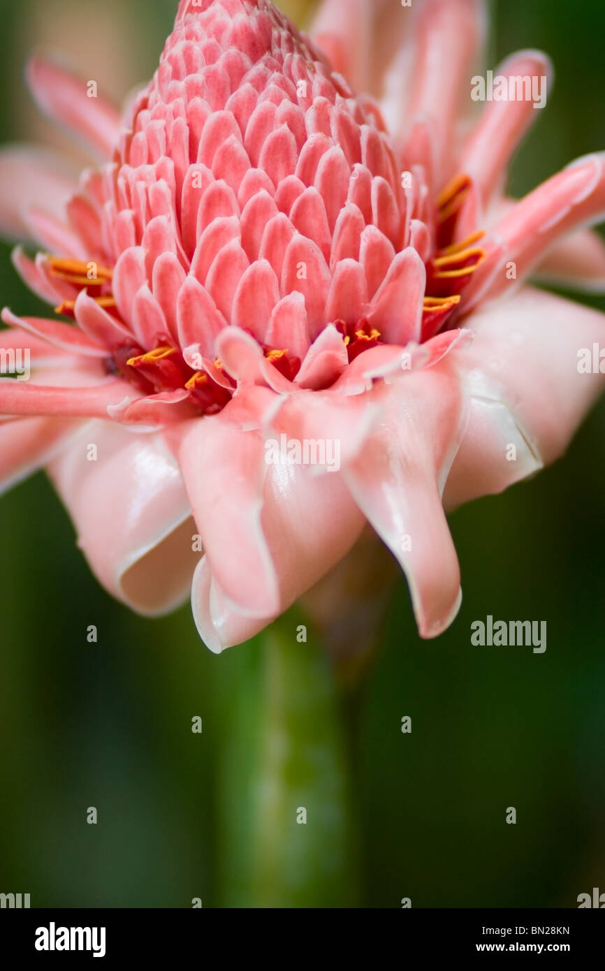 Cerca de una Antorcha rosa tropical Jengibre (Awapuhi) flor Fotografía de  stock - Alamy