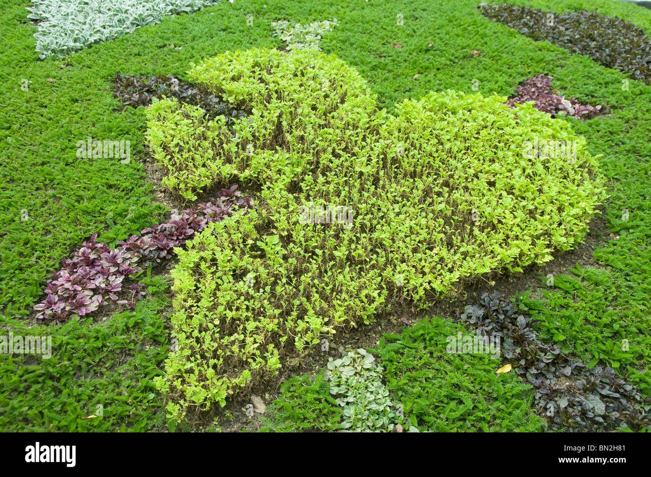 Jardín municipal plantados con plantas verdes en forma de corazón Foto de stock