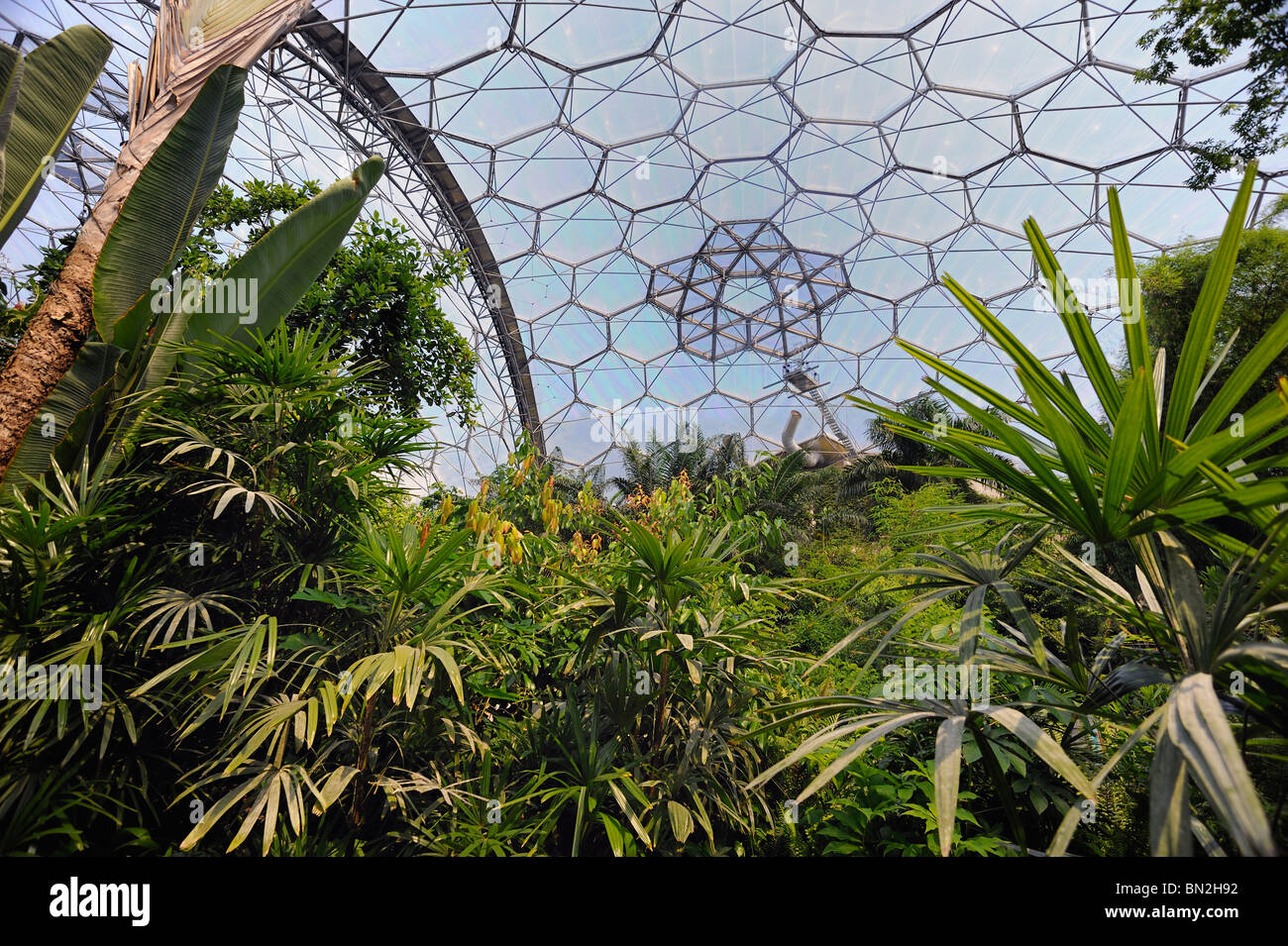 En el interior de la cúpula tropical en el Eden Project Foto de stock