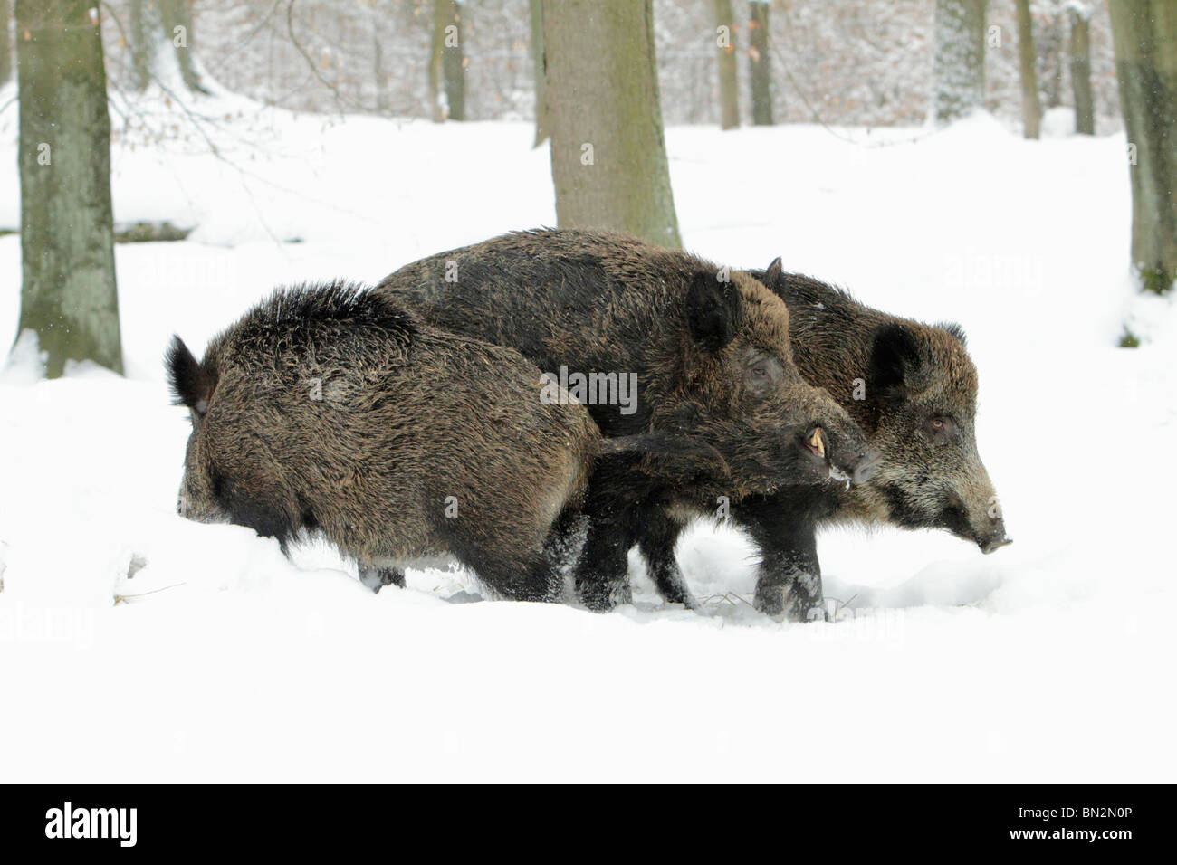 Cerdo salvaje europeo o el jabalí (Sus scrofa) Alemania, jabalí con dos cerdas durante la temporada de apareamiento, invierno, Alemania Foto de stock